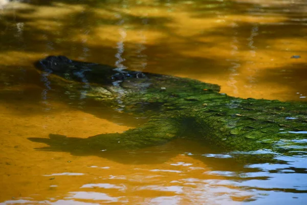 Alligator Dans Eau — Photo