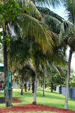 LAUDERHILL FL - AUG 6: Ilene Lieberman Botanical Gardens in Lauderhill, Florida, as seen on Aug 6, 2022.
