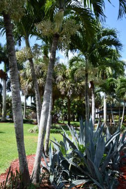 LAUDERHILL FL - AUG 6: Ilene Lieberman Botanical Gardens in Lauderhill, Florida, as seen on Aug 6, 2022.
