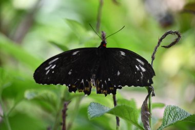 A Close-up Of A Butterfly