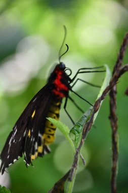 A Close-up Of A Butterfly