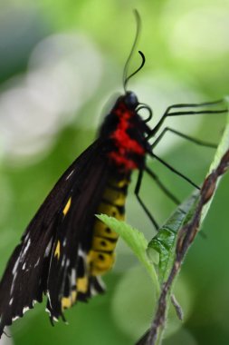 A Close-up Of A Butterfly