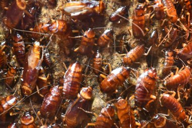 Creepy Cockroaches on Fruit Waste