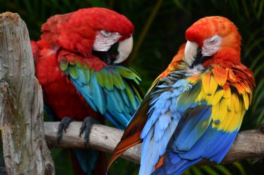 Colorful Tropical Macaw Parrot In The Wild