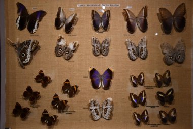 COCONUT CREEK FL - AUG 7: Museum at Butterfly World in Coconut Creek, Florida, as seen on Aug 7, 2022.