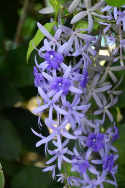 A Bunch of Queens Wreath Flowers