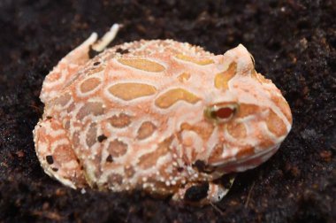 A Little Raspberry Pacman Frog