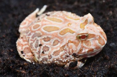 A Little Raspberry Pacman Frog