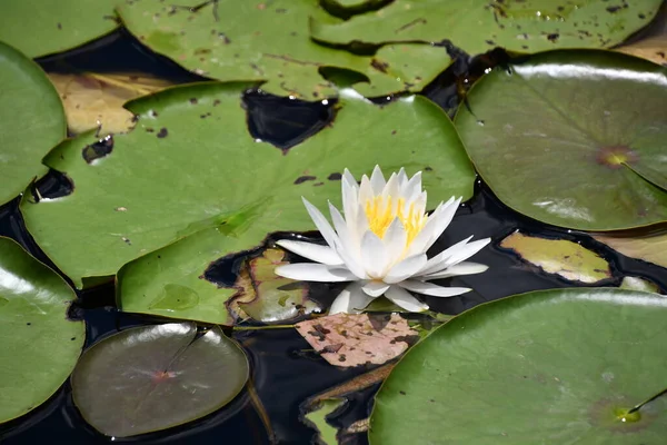 Lily Flowers on Lily Pad