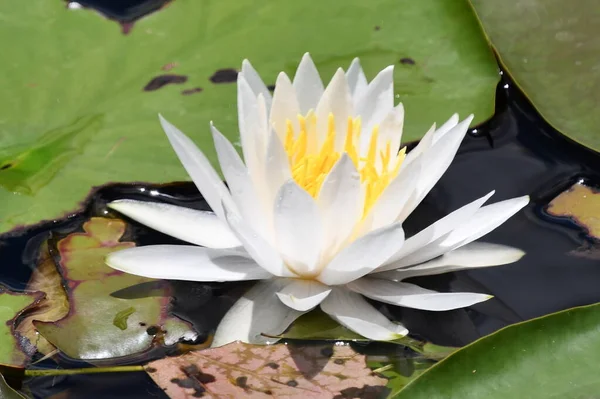 Lily Flowers on Lily Pad