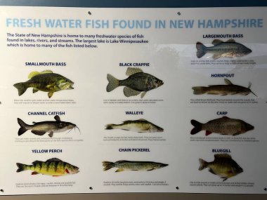GLEN NH - SEP 26: Glen, New Hampshire 'da Yaşayan Kıyı Akvaryumu, 26 Eylül 2022.