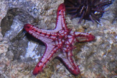 Suda bir deniz yıldızı