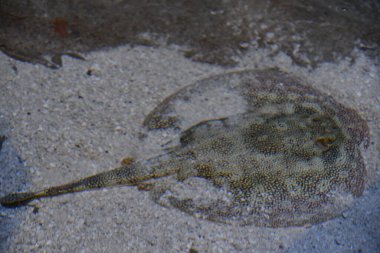 Stingray kumla kamufle edildi