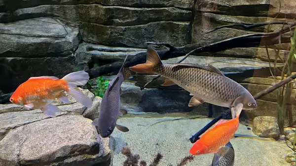 Kleurrijke Vis Het Water — Stockfoto