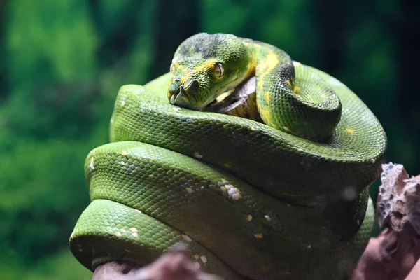 Uma Cobra Árvore Verde — Fotografia de Stock