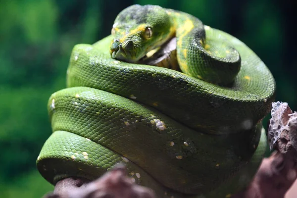 Uma Cobra Árvore Verde — Fotografia de Stock