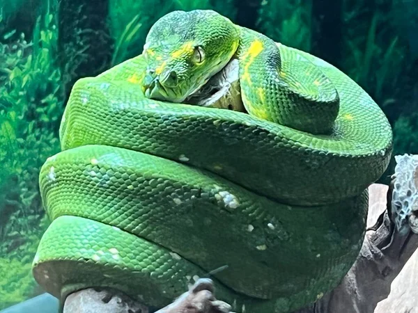 Una Serpiente Árbol Verde —  Fotos de Stock