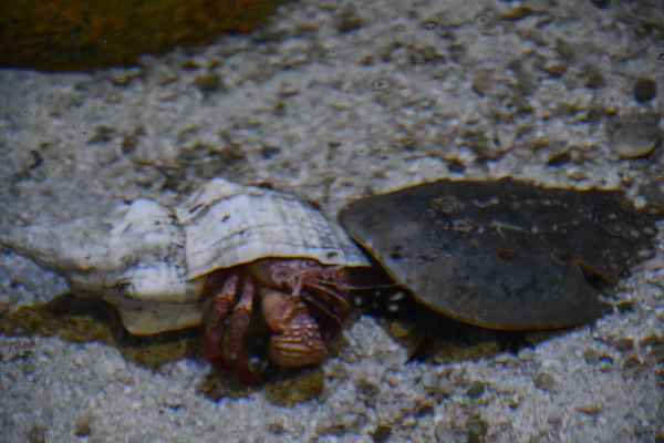 Hermit Crab and Horseshoe Crab