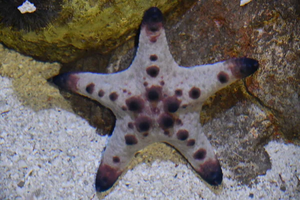 Uma Estrela Mar Água — Fotografia de Stock