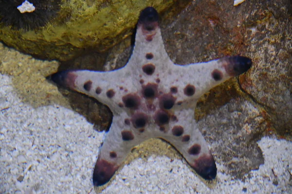 Una Stella Marina Acqua — Foto Stock