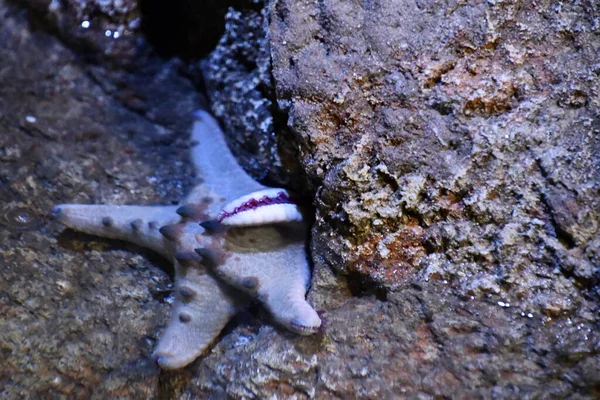 Uma Estrela Mar Água — Fotografia de Stock