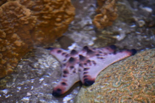 Uma Estrela Mar Água — Fotografia de Stock