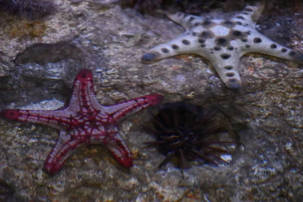 Uma Estrela Mar Água — Fotografia de Stock