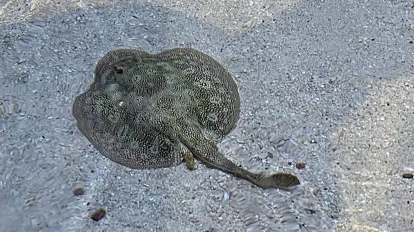 Камуфляж Stingray Sand — стокове фото