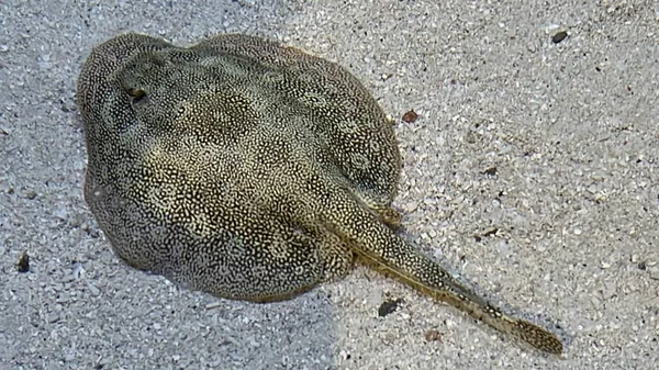 Камуфляж Stingray Sand — стокове фото