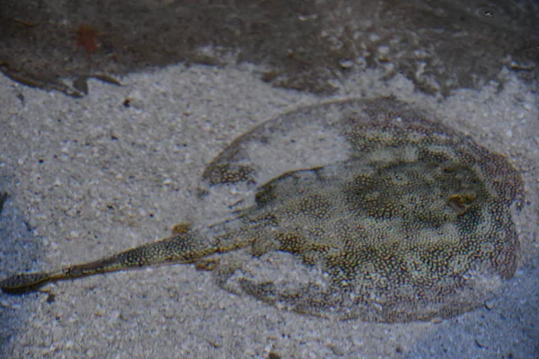 Stingray Kamuflase Pasir — Stok Foto