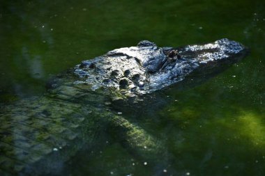 Bir timsahın yakınına