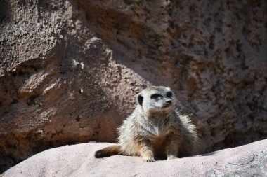 Hayvanat bahçesinde bir mirket