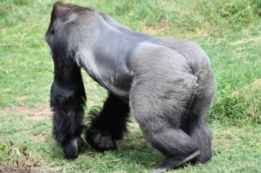 Bir hayvanat bahçesi Orangutan