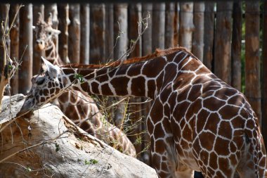 Reticulated Giraffe in a Zoo clipart