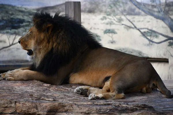 Lion Zoo — Stock Photo, Image