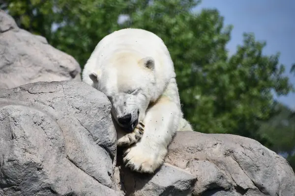 Niedźwiedź Polarny Zoo — Zdjęcie stockowe