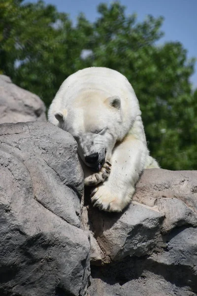 Ours Polaire Dans Zoo — Photo