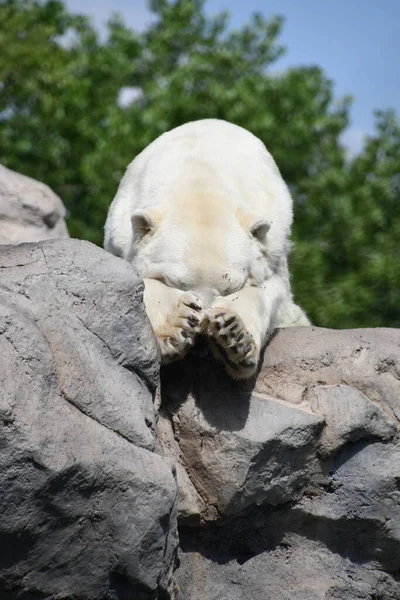 Urso Polar Zoológico — Fotografia de Stock