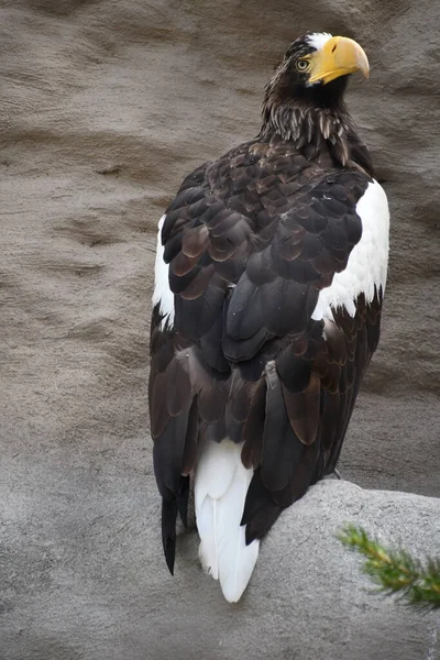 Sea Eagle Captivity — Stock Photo, Image