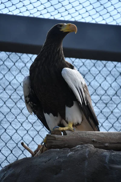 Sea Eagle Captivity — Stock Photo, Image