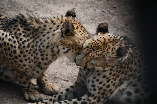 Südostasiatischer Gepard Gefangenschaft — Stockfoto