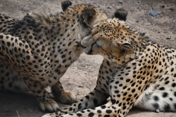 Jihovýchodoafrický Gepard Zajetí — Stock fotografie