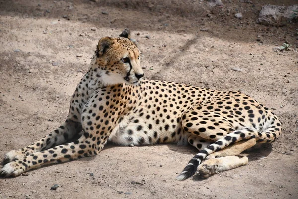Cheetah Sudorientale Africano Cattività — Foto Stock