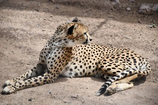 Cheetah Sudorientale Africano Cattività — Foto Stock