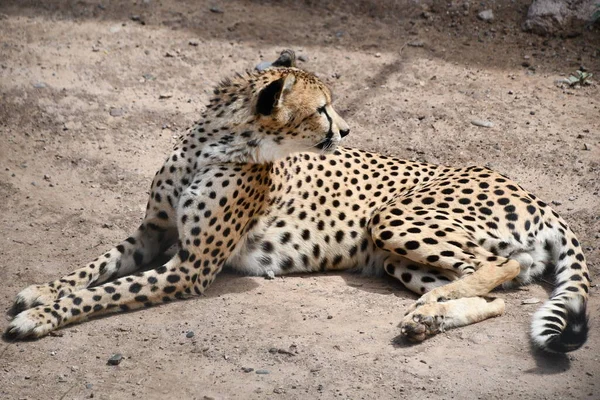 Cheetah Sudorientale Africano Cattività — Foto Stock