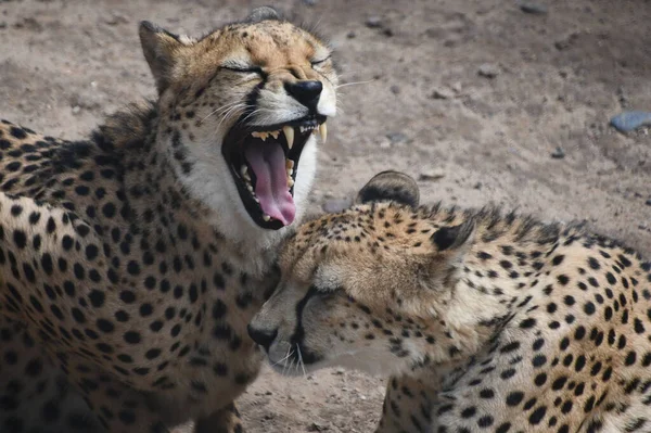 Sydöstra Afrikas Gepard Fångenskap — Stockfoto