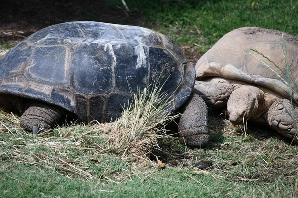 Une Tortue Sur Terre — Photo