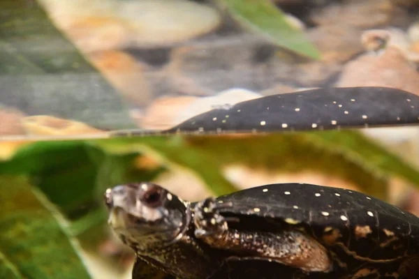 Schildkröten Wasser — Stockfoto