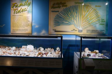 ALBUQUERQUE NM - 24 Temmuz 2021 'de New Mexico Doğal Tarih ve Bilim Müzesi Albuquerque, New Mexico' da görüldü..