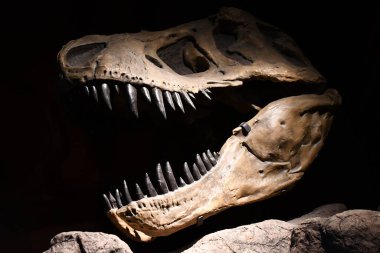 ALBUQUERQUE NM - 24 Temmuz 2021 'de New Mexico Doğal Tarih ve Bilim Müzesi Albuquerque, New Mexico' da görüldü..